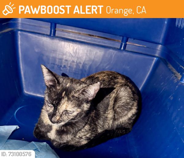 Found/Stray Female Cat last seen Glasell and Lincoln, Orange, CA 92865