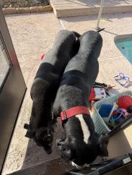Found/Stray Male Dog last seen Wooldridge and Rodd field, Corpus Christi, TX 78414