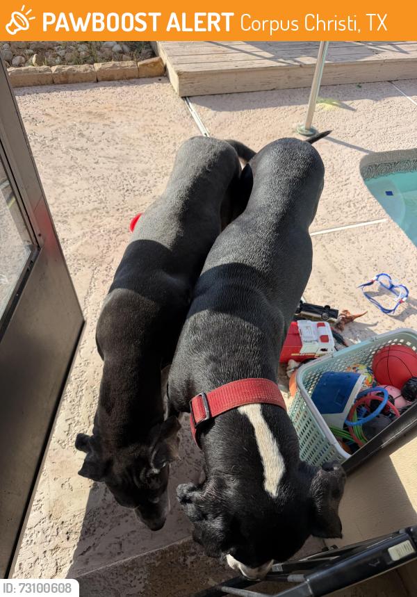 Found/Stray Male Dog last seen Wooldridge and Rodd field, Corpus Christi, TX 78414