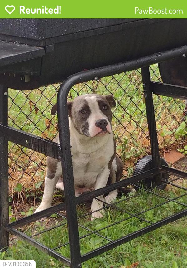 Reunited Female Dog last seen Near E Walnut Ln, Philadelphia, PA 19144, USA, Philadelphia, PA 19144