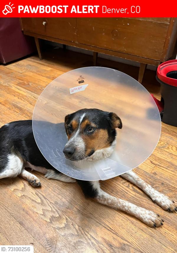 Lost Female Dog last seen Corner on Lincoln Street and 49th Ave, Denver, CO 80216