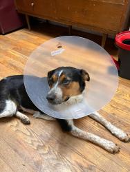 Lost Female Dog last seen Corner on Lincoln Street and 49th Ave, Denver, CO 80216