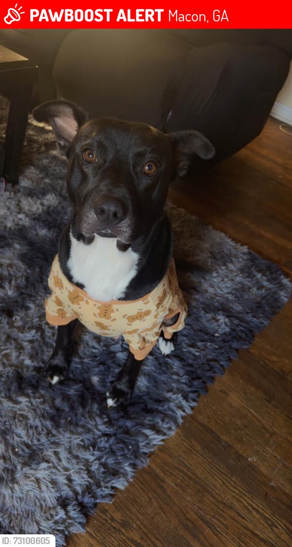Lost Male Dog last seen Near Poppy Avenue, Macon GA 31204, Macon, GA 31204