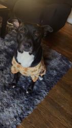 Lost Male Dog last seen Near Poppy Avenue, Macon GA 31204, Macon, GA 31204