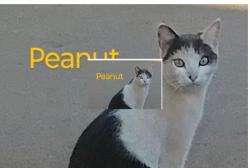 Lost Male Cat last seen Judy Drive and Ranch Rd, Georgetown, TX 78628
