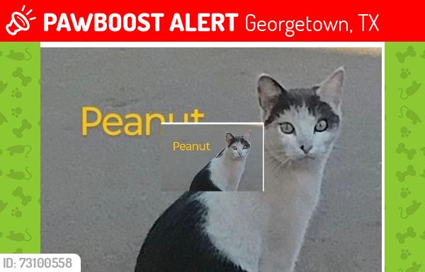 Lost Male Cat last seen Judy Drive and Ranch Rd, Georgetown, TX 78628