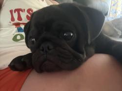 Lost Female Dog last seen Warren rd, Bagdad, FL 32583
