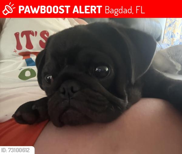 Lost Female Dog last seen Warren rd, Bagdad, FL 32583