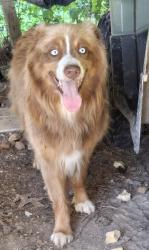 Reunited Male Dog last seen Near Pillow's fish ponds, Paragould, AR 72450
