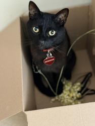 Lost Male Cat last seen Misty Lane/Serene Drive, Huntington Beach, Huntington Beach, CA 92649