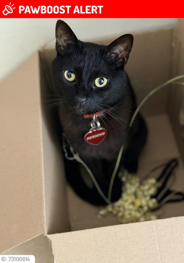 Lost Male Cat last seen Misty Lane/Serene Drive, Huntington Beach, Huntington Beach, CA 92649