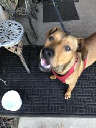 Found/Stray Male Dog last seen Etiwanda snd Cactus, Rialto, CA 92376