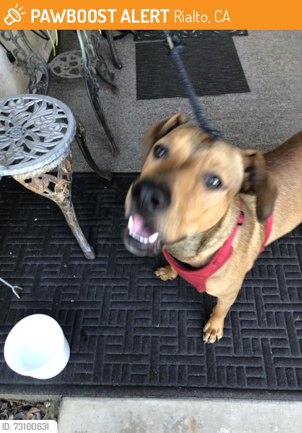 Found/Stray Male Dog last seen Etiwanda snd Cactus, Rialto, CA 92376