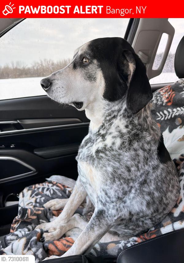 Lost Male Dog last seen County route 8 North Bangor, Bangor, NY 12966