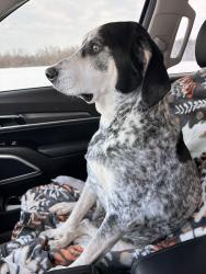Lost Male Dog last seen County route 8 North Bangor, Bangor, NY 12966