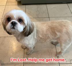 Reunited Female Dog last seen Viking and Cirrus Ave, Paradise, NV 89121