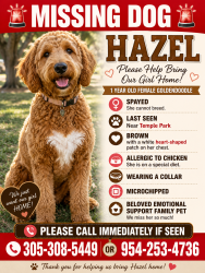Reunited Female Dog last seen Temple Park, The Acreage, FL 33470