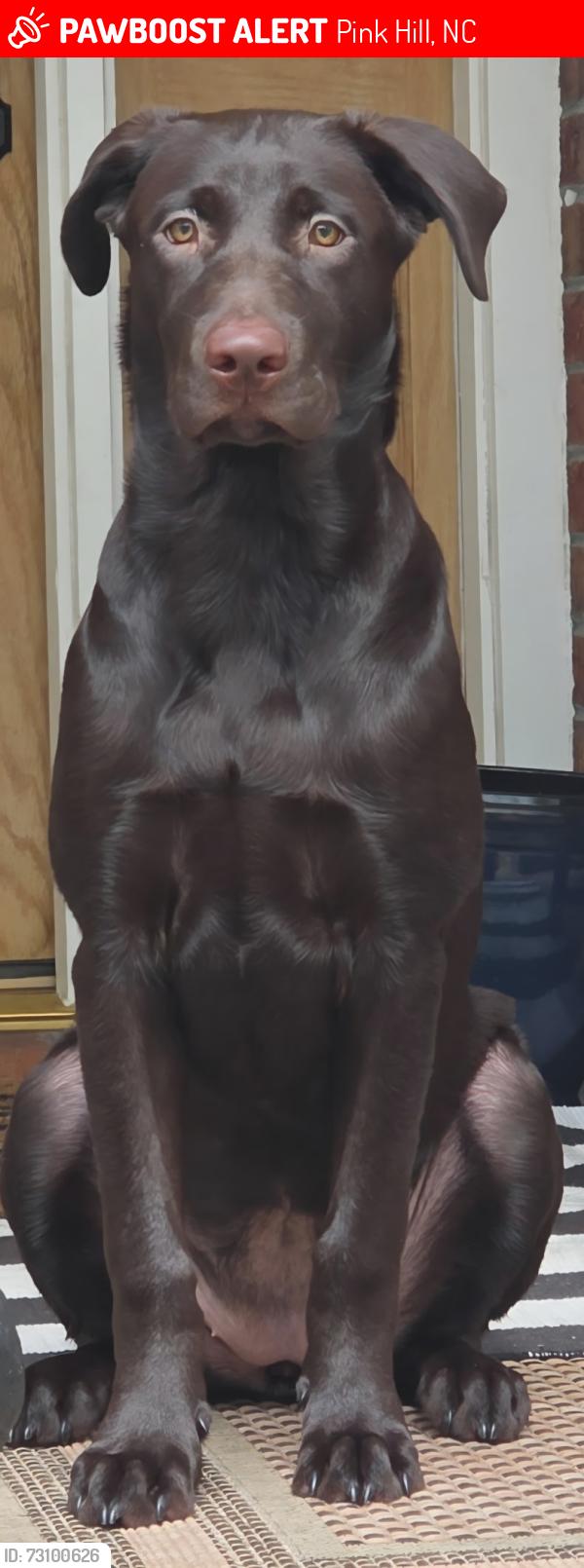 Lost Female Dog last seen HWY 241 and HWY 111, Pink Hill, NC 28572