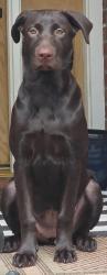 Lost Female Dog last seen HWY 241 and HWY 111, Pink Hill, NC 28572