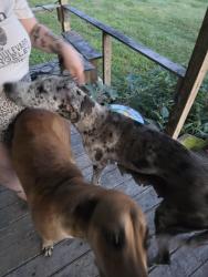 Found/Stray Female Dog last seen Feaster Road, Waxahachie, TX 75165