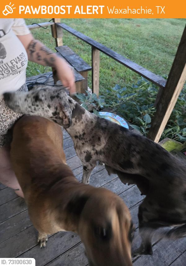 Found/Stray Female Dog last seen Feaster Road, Waxahachie, TX 75165