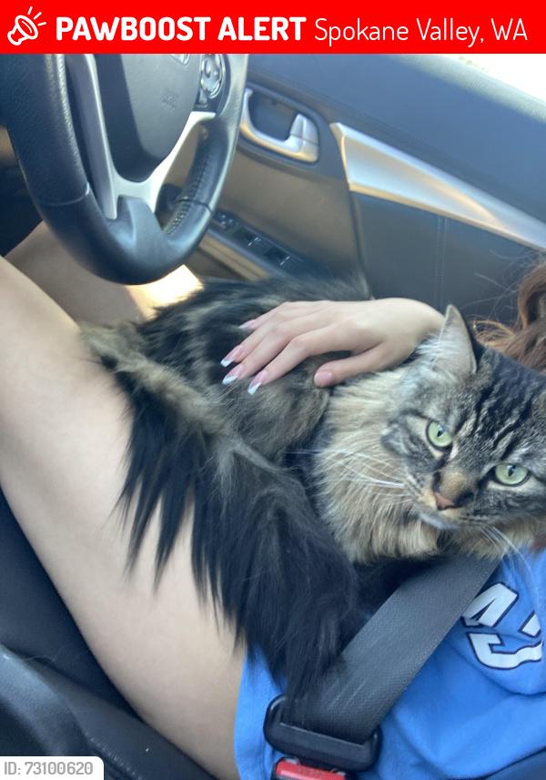 Lost Male Cat last seen n fox, Spokane Valley, WA 99216