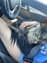 Lost Male Cat last seen n fox, Spokane Valley, WA 99216