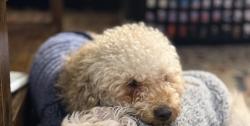 Reunited Male Dog last seen Laurel st, william st, welton st, wall st, Waterbury, CT 06702