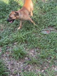 Found/Stray Male Dog last seen Potranco and Rainbow Creek, San Antonio, TX 78245