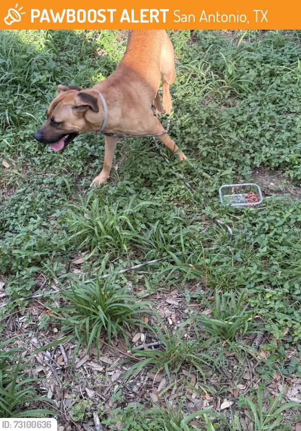 Found/Stray Male Dog last seen Potranco and Rainbow Creek, San Antonio, TX 78245