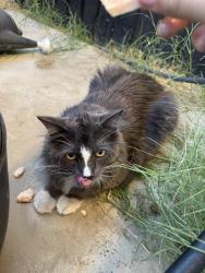 Found/Stray Unknown Cat last seen Linnell Brahma Park, Bakersfield, CA 93307