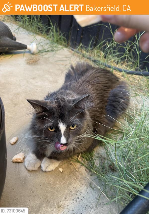 Found/Stray Unknown Cat last seen Linnell Brahma Park, Bakersfield, CA 93307