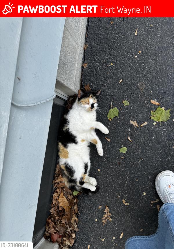 Lost Female Cat last seen Near Ideal Ave, Fort Wayne, IN 46809
