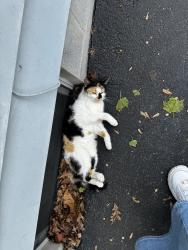 Lost Female Cat last seen Near Ideal Ave, Fort Wayne, IN 46809