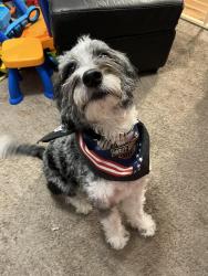 Lost Female Dog last seen Milford elementary school, Windy Hill road, the fair grounds, Marietta, GA 30008