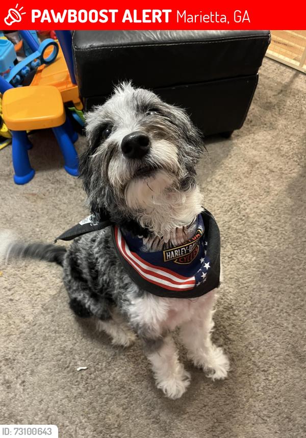 Lost Female Dog last seen Milford elementary school, Windy Hill road, the fair grounds, Marietta, GA 30008