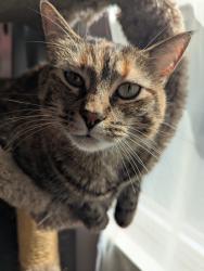 Lost Female Cat last seen Stefko blvd, Bethlehem, PA 18020
