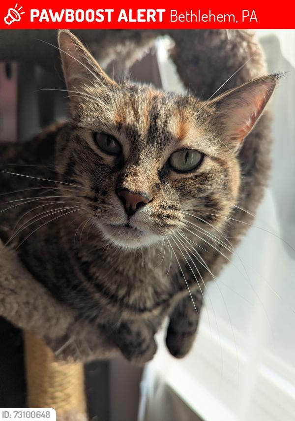 Lost Female Cat last seen Stefko blvd, Bethlehem, PA 18020