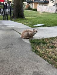 Found/Stray Female Cat last seen Mountain Crest apmts, Upland, CA 91786