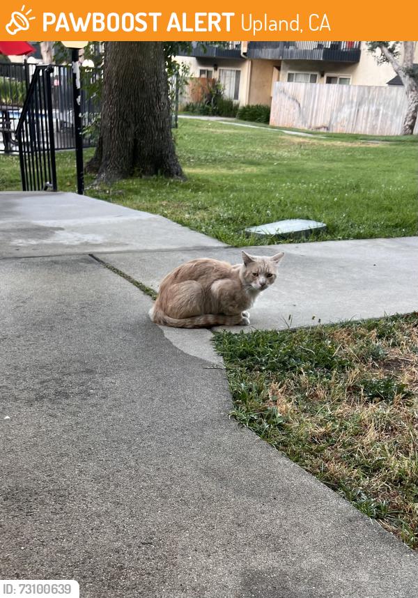 Found/Stray Female Cat last seen Mountain Crest apmts, Upland, CA 91786