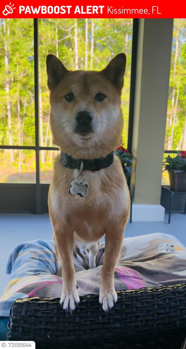 Lost Male Dog last seen Orange Lake Resort - grounds and near wood area, Kissimmee, FL 34747
