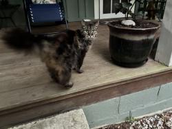 Found/Stray Unknown Cat last seen near entrance to Crestridge Camp, Buncombe County, NC 28711