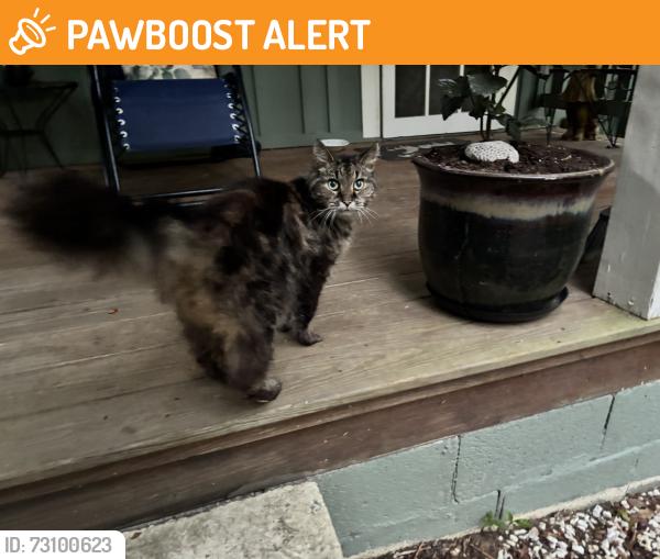 Found/Stray Unknown Cat last seen near entrance to Crestridge Camp, Buncombe County, NC 28711