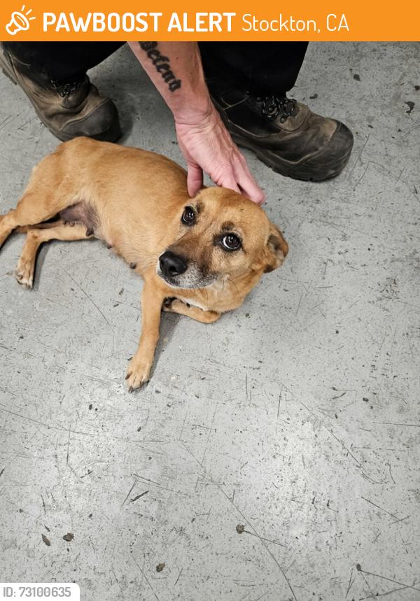 Found/Stray Female Dog last seen Central Valley Trailer Repair, Navy Dr and I-5, Stockton, CA 95206