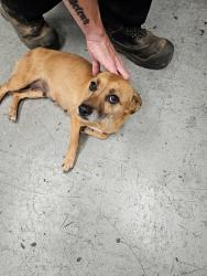 Found/Stray Female Dog last seen Central Valley Trailer Repair, Navy Dr and I-5, Stockton, CA 95206