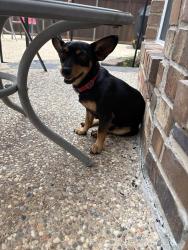 Reunited Male Dog last seen N beach and timberland blvd, Fort Worth, TX 76244