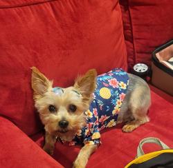 Lost Male Dog last seen Near Pingree Park off Gratiot, Detroit, MI 48213