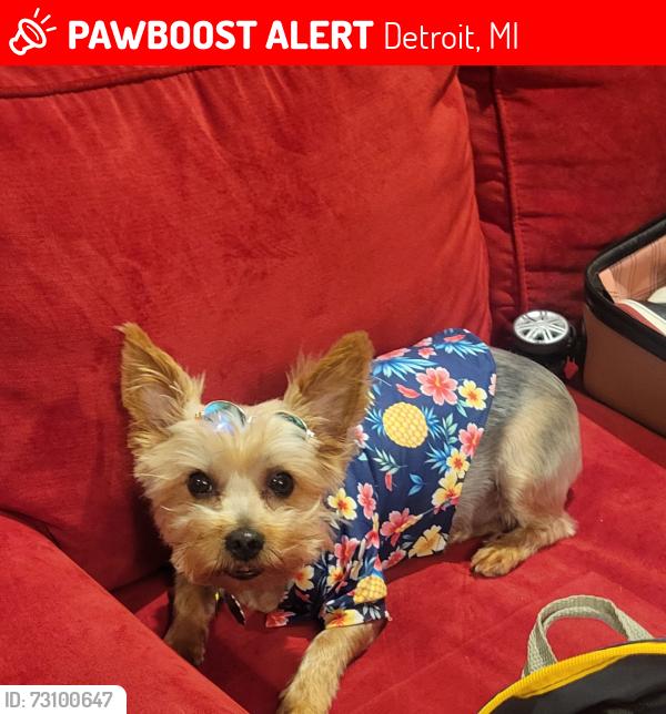 Lost Male Dog last seen Near Pingree Park off Gratiot, Detroit, MI 48213