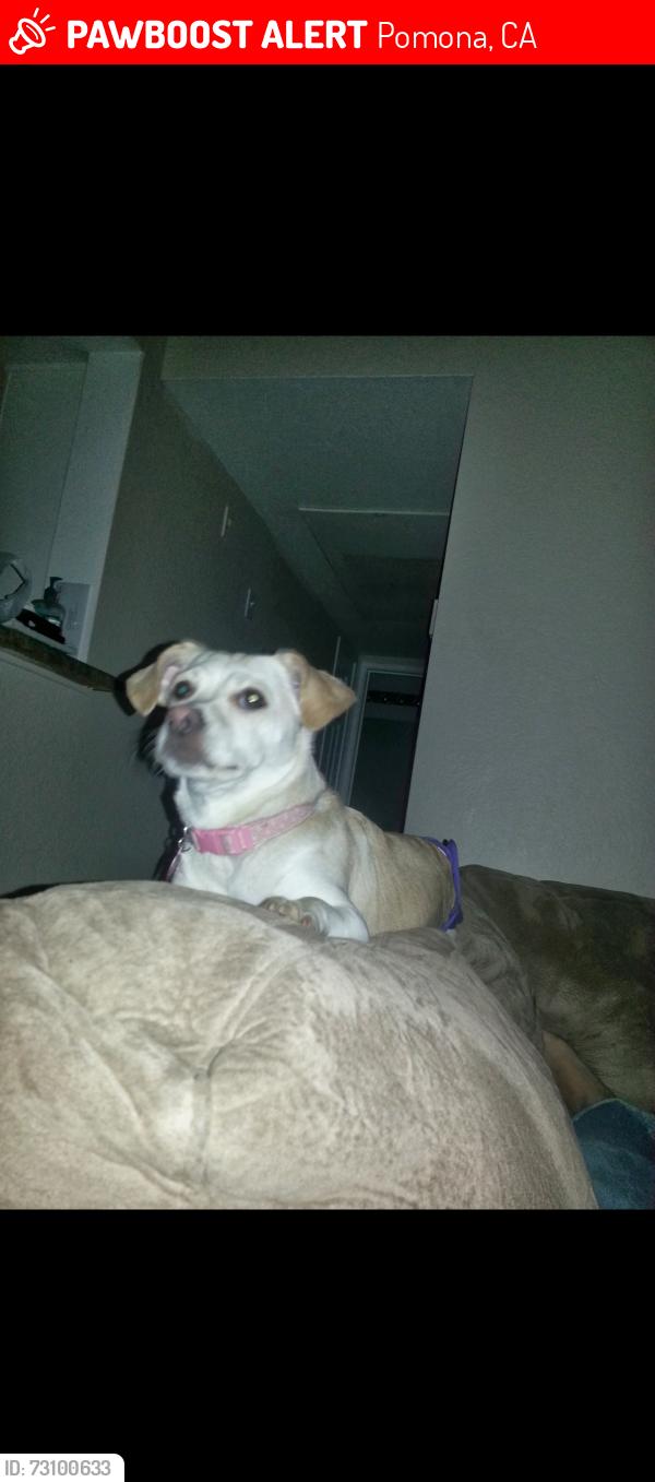 Lost Female Dog last seen Orange grove and San Juan st / Pomona valley hosp, Pomona, CA 91767