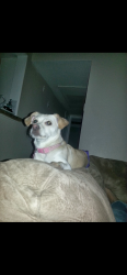 Lost Female Dog last seen Orange grove and San Juan st / Pomona valley hosp, Pomona, CA 91767